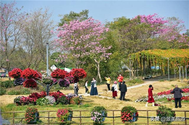 宏图大展正当时 佛山三水“世外桃源”万株桃花盛放迎客