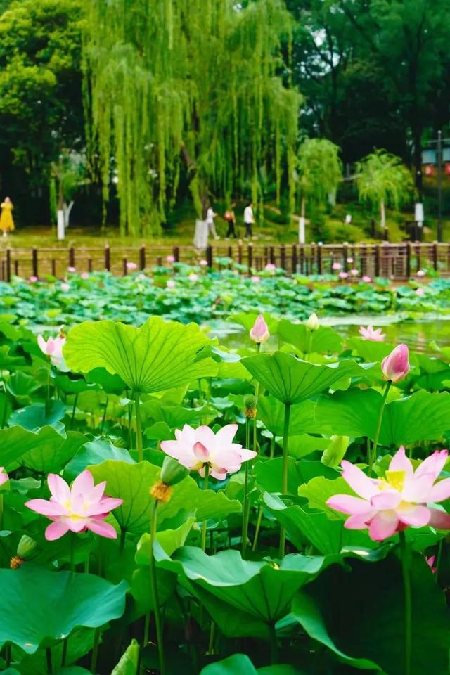 免费!西安地铁直达的6大绝美湖泊