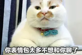 猫界“弃养率”高的几种猫咪，网友：养过一次就怕了！图片