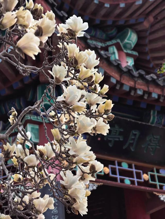 2025四季巡礼！100位寻美客邀你共绘最美泉城图鉴