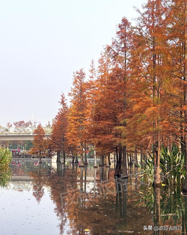 成都最美水杉红了，染红了湖面，不要门票，地铁公交直达！
