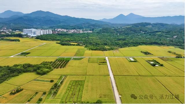 秋日必去！从化江埔5大稻田打卡攻略，邂逅金色浪漫