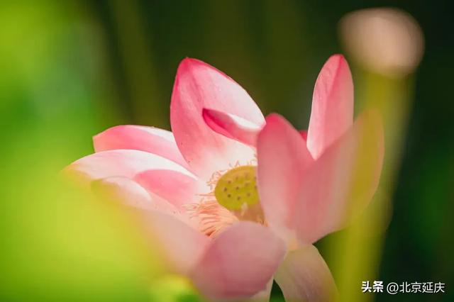 延庆：“好 运 莲 莲”~~