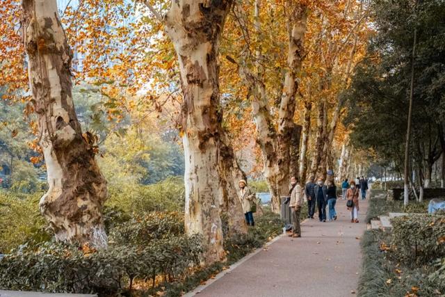 地铁直达！免费！成都20个绝美赏秋地，银杏水杉梧桐红枫限时上演！就在家门口！