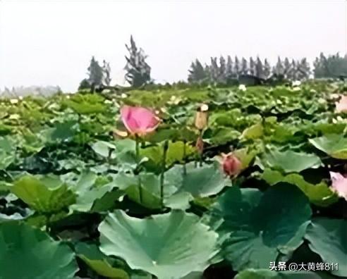 认识大美河南的每个县——第37波：鄢陵