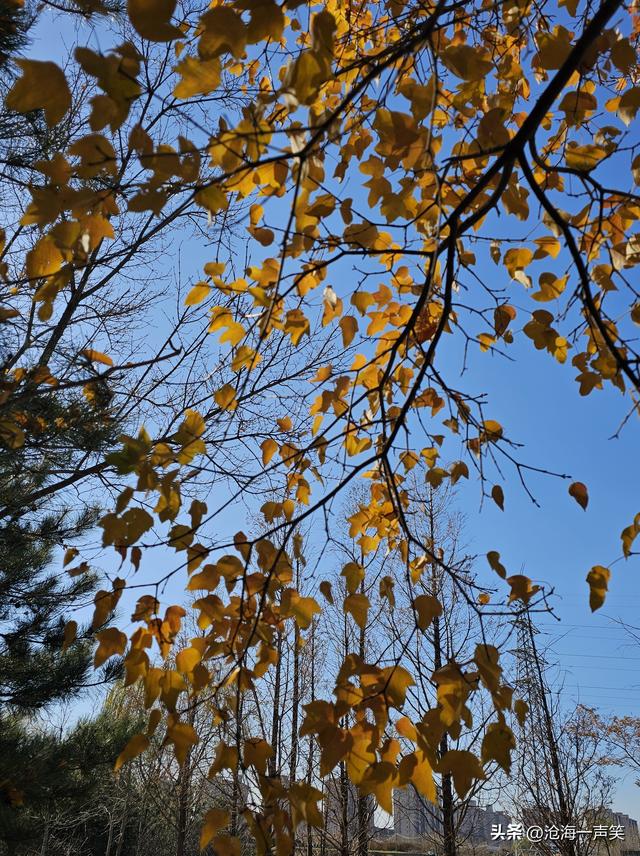 冬天的槭叶美，一道美丽的风景，风光无限在槭叶，风景这边独好!