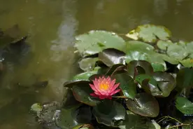 开了开了！美成油画！合肥这些地方可观赏图片