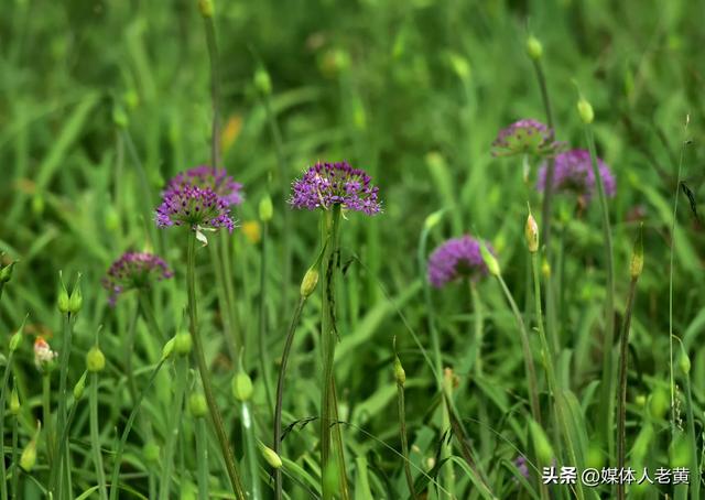 六盘水“贵州屋脊”韭菜坪清凉气候吸引各地游客赏景避暑游