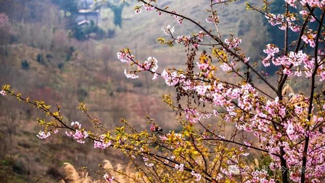 崇州的樱花，开啦！！!