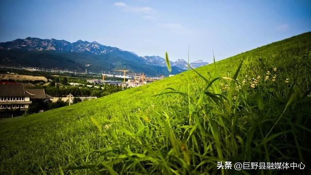 绝美出片打卡地！一棵全泰安最孤独的树，就在这里……