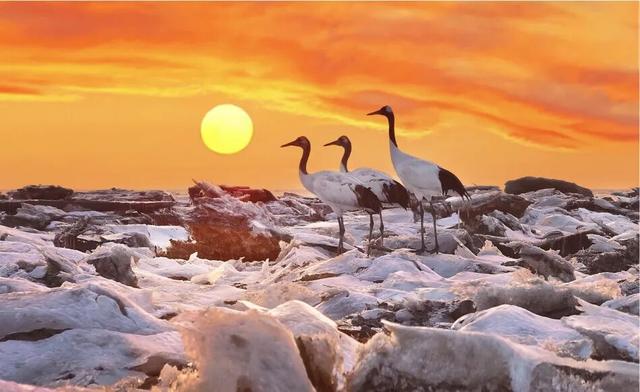 打造辽河口冰凌鹤稀缺IP，赋能盘锦生态文旅双向发展！