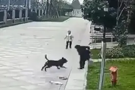 狗对陌生人发起攻击的概率很大，狗只是狗主人的朋友图片