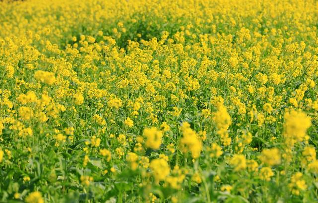 别等春天！陇南的冬日密语里，藏着限定版春日烂漫