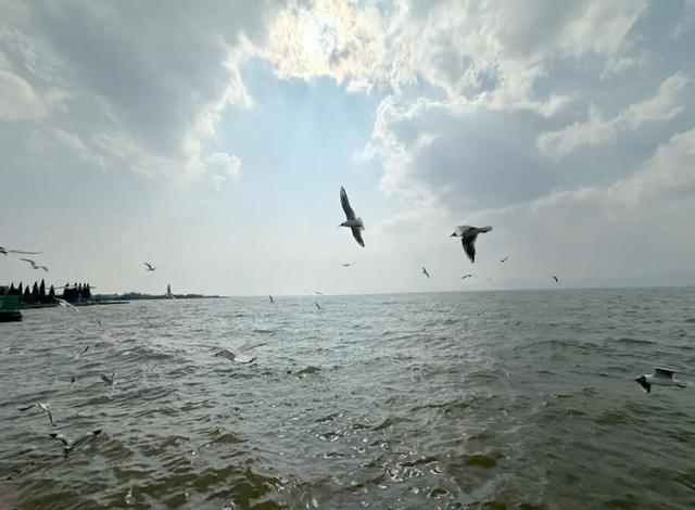 不止大坝！昆明观鸥最全热门+小众点位收录，附核心区交通指南