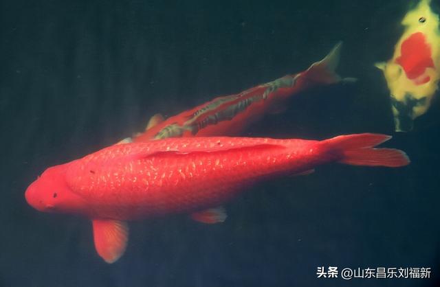 昌盛花园二期西区的冬景(下)