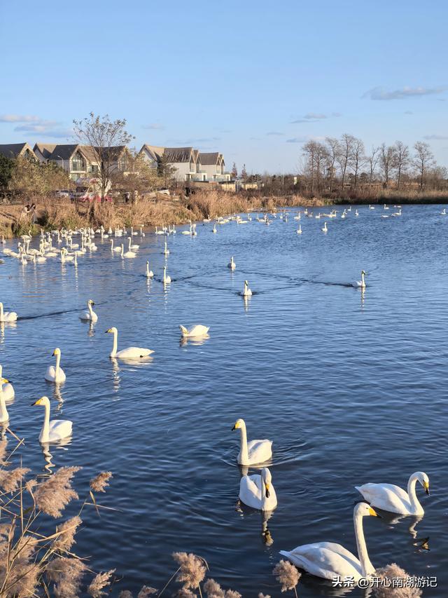 走，去渤海湾看候鸟…