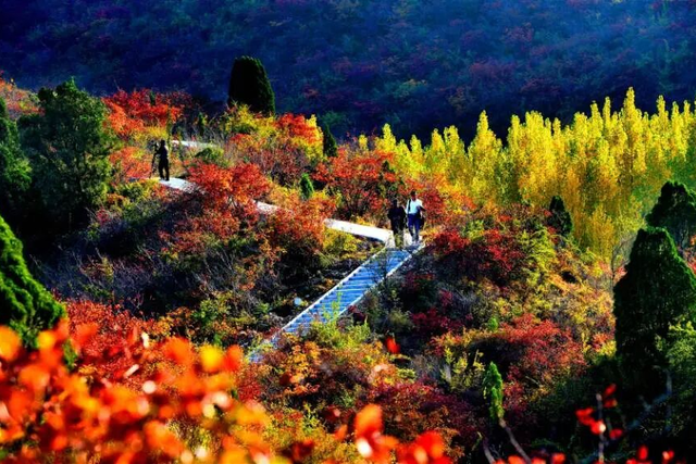 趁天晴出发！洛阳这片杉林红了！无需门票…