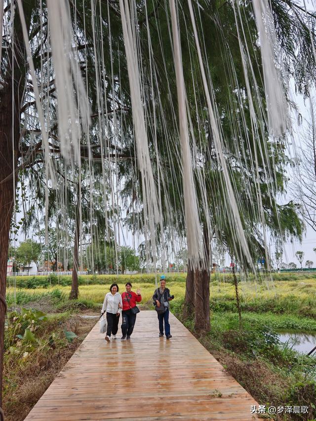 湖北：国庆节网红打卡地 云梦花开十月紫黛草韵染秋色