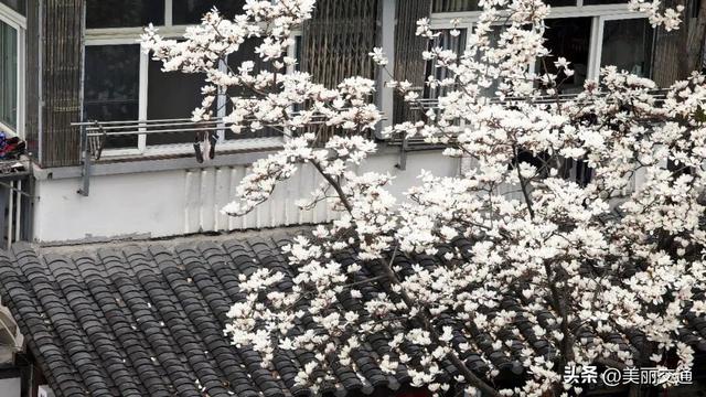 城事新探 | 太子湾郁金香上线，樱花、玉兰争相绽放，杭城这里“含春量”100%🤩🤩🤩