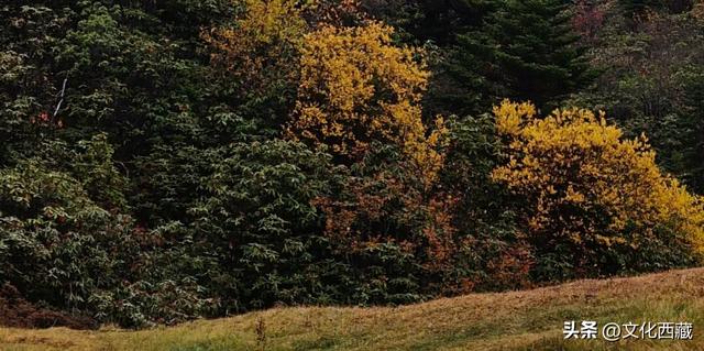 秋天不去西藏玉许乡，真的会遗憾一整年！3日沉浸式漫游指南送你！