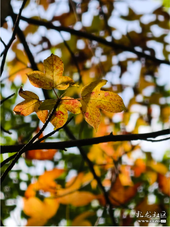 立冬 昆明植物园拾秋