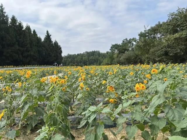 悦·遵义 | 双节同庆，嗨翻新蒲！2025 国庆中秋超全活动攻略来袭