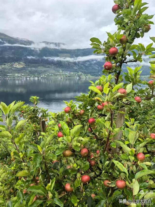 北欧旅游印象之十一:哈当厄尔峡湾苹果园