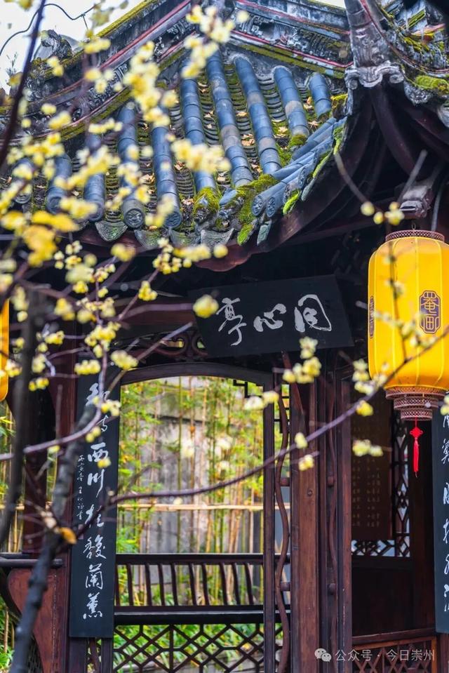 冬游看花，崇州寻梅攻略来啦！