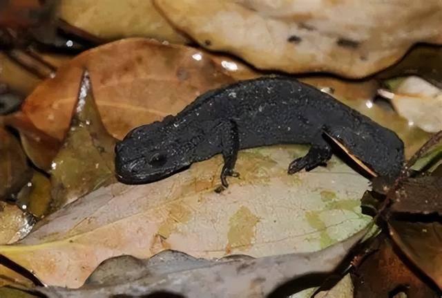 野外仅存600多只！浙江4人徒手抓26只	，价值10多万