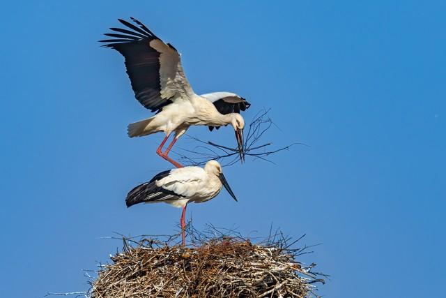 从鸟浪化鲲火爆全网，推荐这几个国内观鸟的神级景点，赶快去吧！