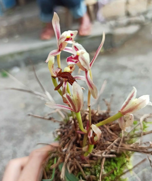 一年仅出现几天！24年四川首次发现“隐身”植物，遇见堪比中彩票