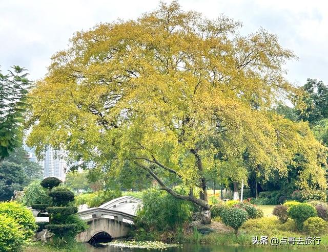 成都主城区最大人工湖，秋天超级惊艳，不要门票，地铁公交直达！