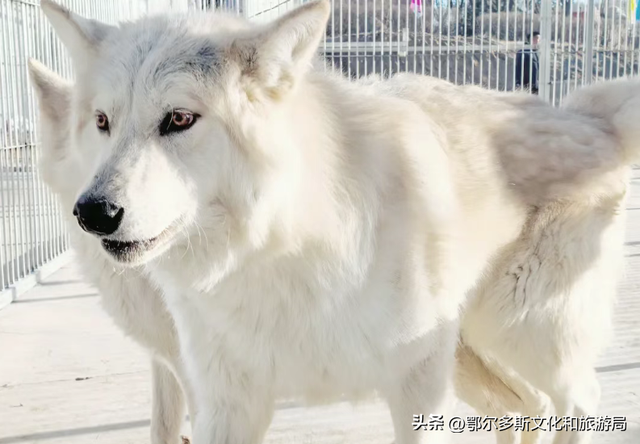 2026跨年去哪儿？鄂尔多斯超多活动承包你的仪式感，音乐、冰雪、萌兽陪你辞旧迎新→