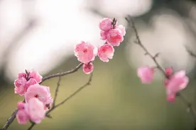 乘着地铁游苏州 | 藏不住了!等天晴出门去赏梅，邂逅春天吧~图片