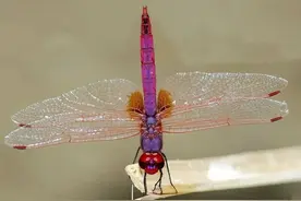 常见的18种蜻蜓简单介绍图片