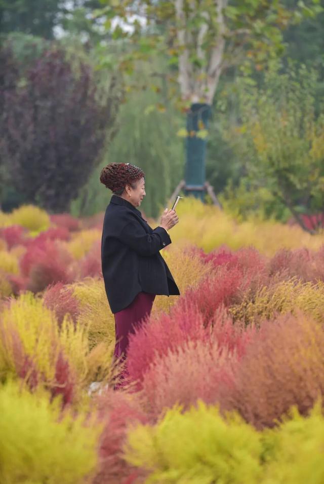 如梦如幻！生态城惊现秋季最美打卡地