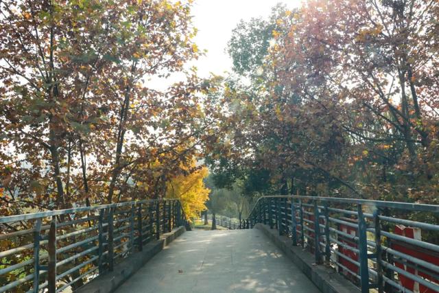 一袭焦糖色冬装！郫都老城梧桐，解锁街头温暖诗意