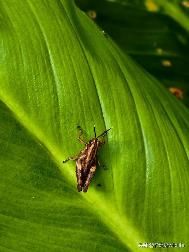 马来西亚(32)砂拉越州⑥世界遗产尼亚洞窟探险
