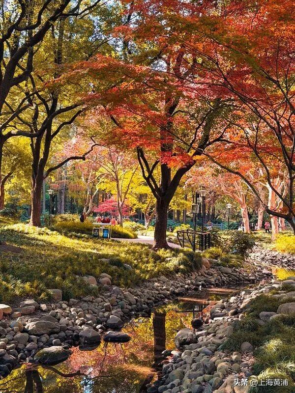 传说中的“层林尽染”，原来就在市中心！