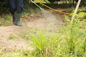 打草甘膦除草剂的最佳时间图片