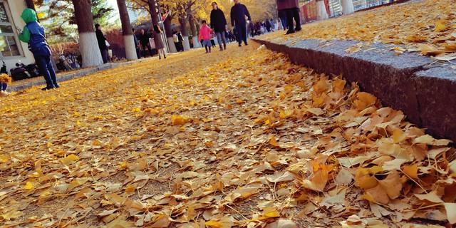 不藏了，美景天成：去辽宁这五处红叶佳景，体验最诗意的北国