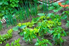 谁说种菜用白醋、小苏打、洗衣粉不能杀虫？掌握这3个技巧是关键图片