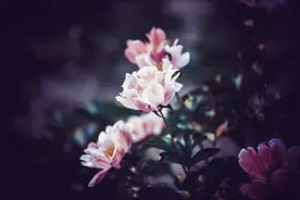 一眼动心的网名，微信昵称名字，新颖不重样，你喜欢哪个？图片