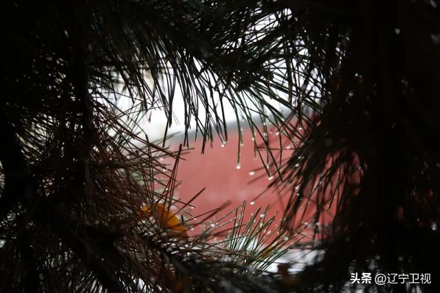 雪落沈阳,一夜盛京