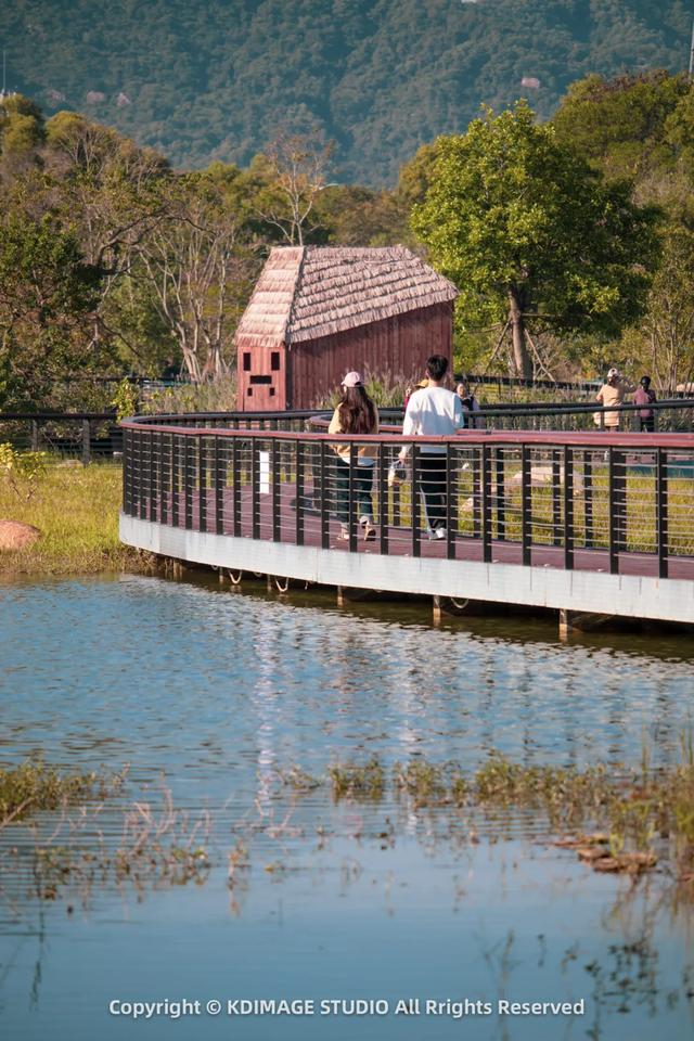 深圳秋日限定：三处落羽杉秘境，邂逅南国绚烂！