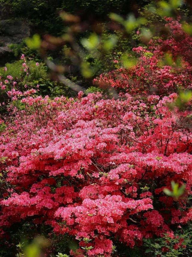 本周末！大珠山映山红进入赏花期
