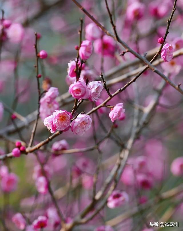 梅香漫绿心 嘉州绿心公园迎赏梅热潮