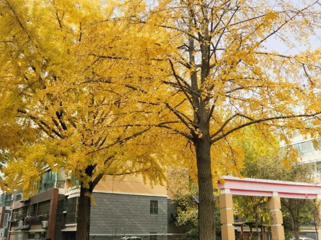 霜染银杏黄,涟水美翻天