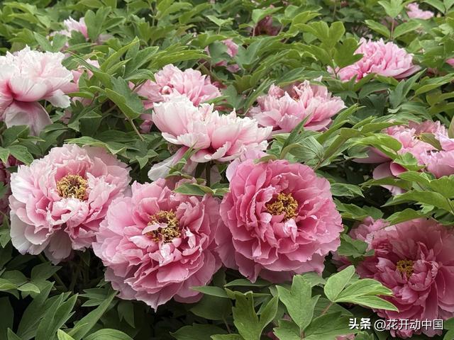 从宫廷御用到文旅顶流：一朵牡丹，藏着中国人千年的精神密码