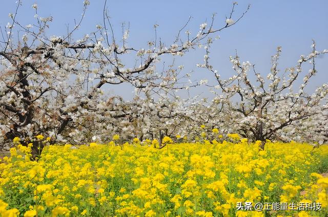 万亩梨花醉春风！3万亩梨园盛放迎客，第十一届梨花节浪漫启幕！